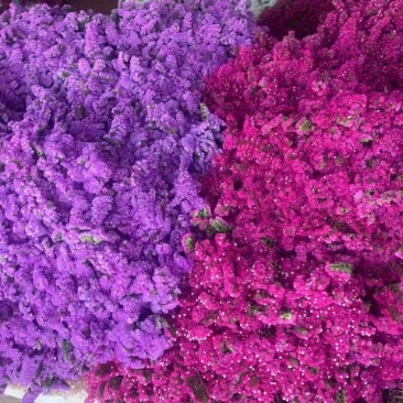 云南十八怪：鲜花称斤卖。一手货源，货量充足品质保证
