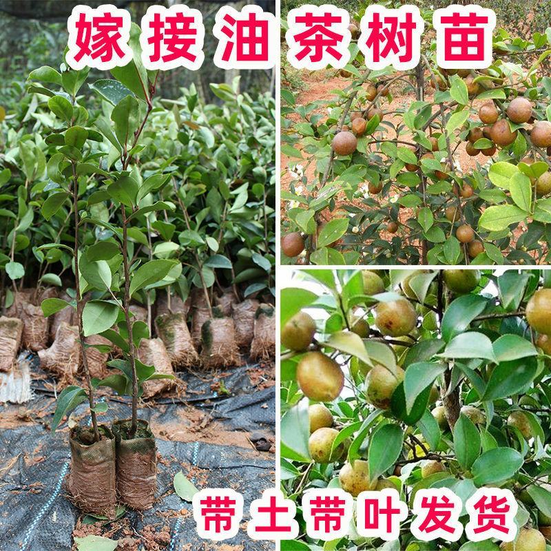软枝油茶树苗油茶树苗量大优惠