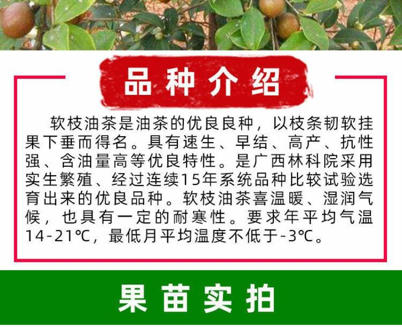 软枝油茶树苗油茶树苗量大优惠
