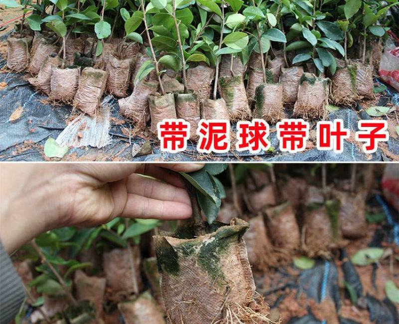 软枝油茶树苗油茶树苗量大优惠