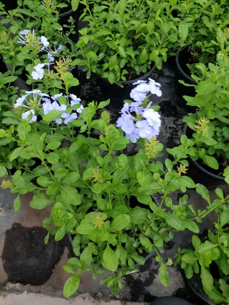 蓝雪花/开花神器/多年生花卉/基地直销/