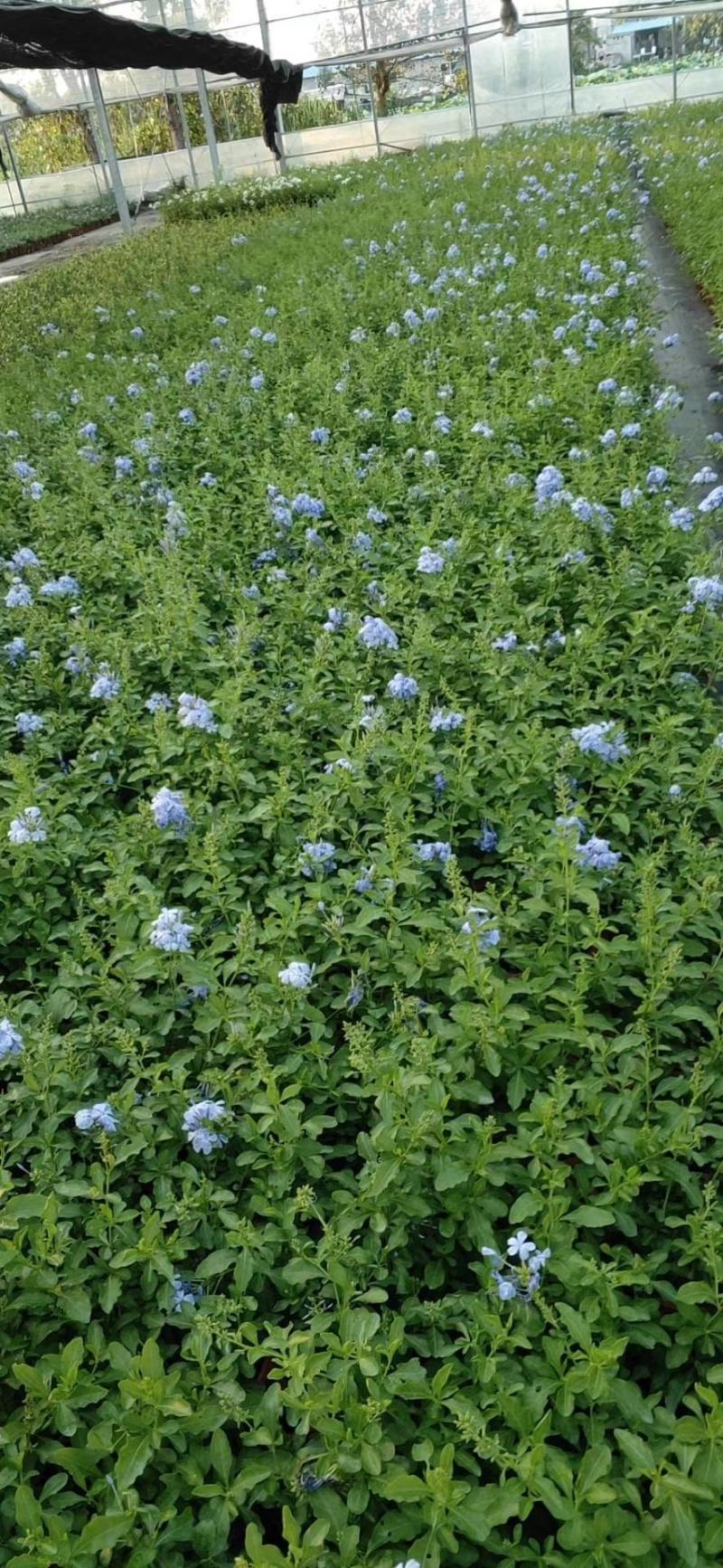 蓝雪花/开花神器/多年生花卉/基地直销/