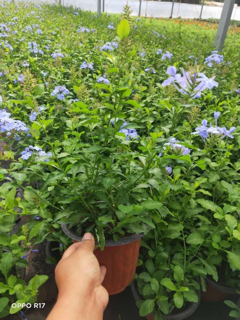 蓝雪花/开花神器/多年生花卉/基地直销/