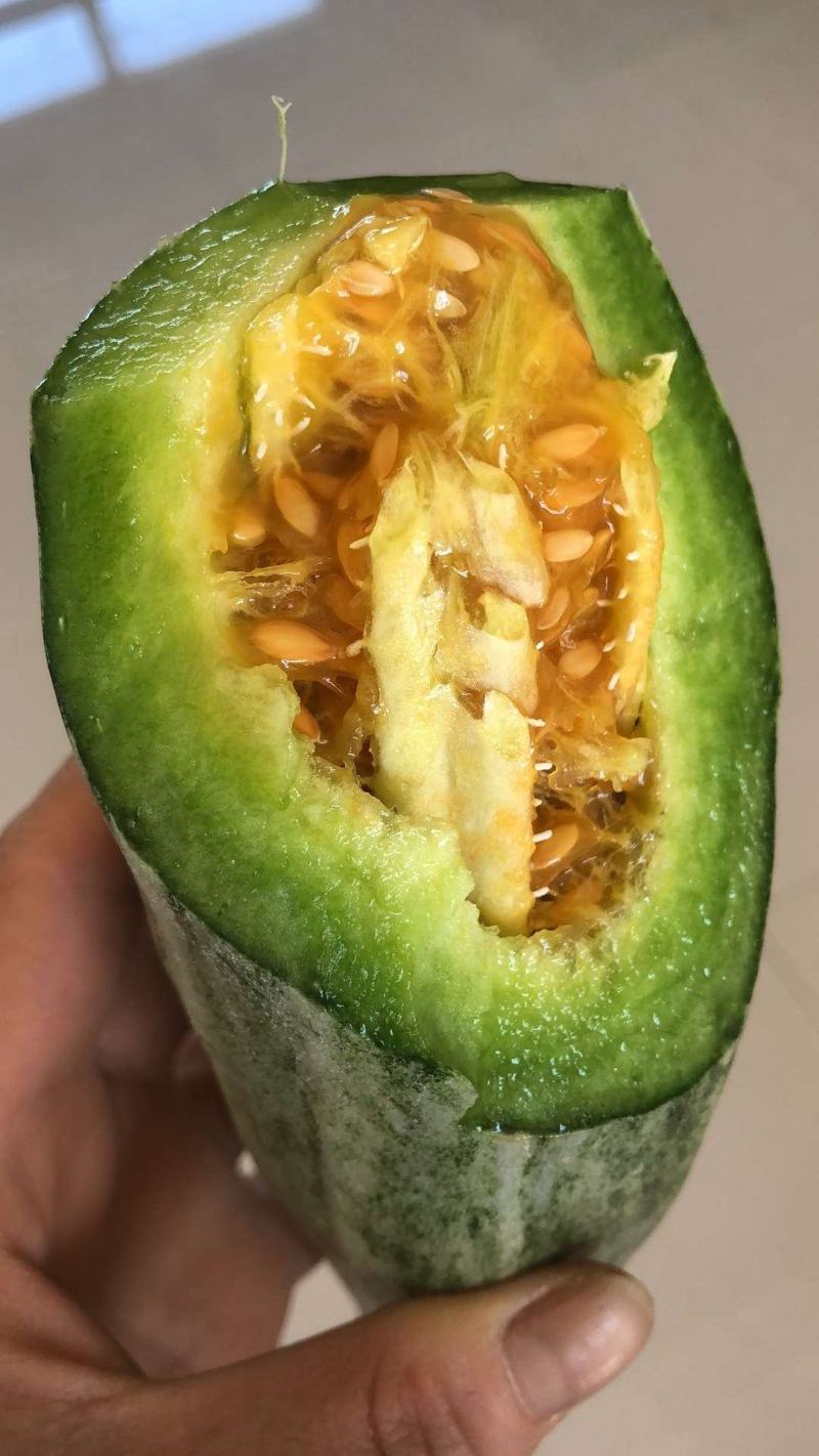 大棚甜瓜山东甜瓜羊角蜜甜瓜微商电商大量供应