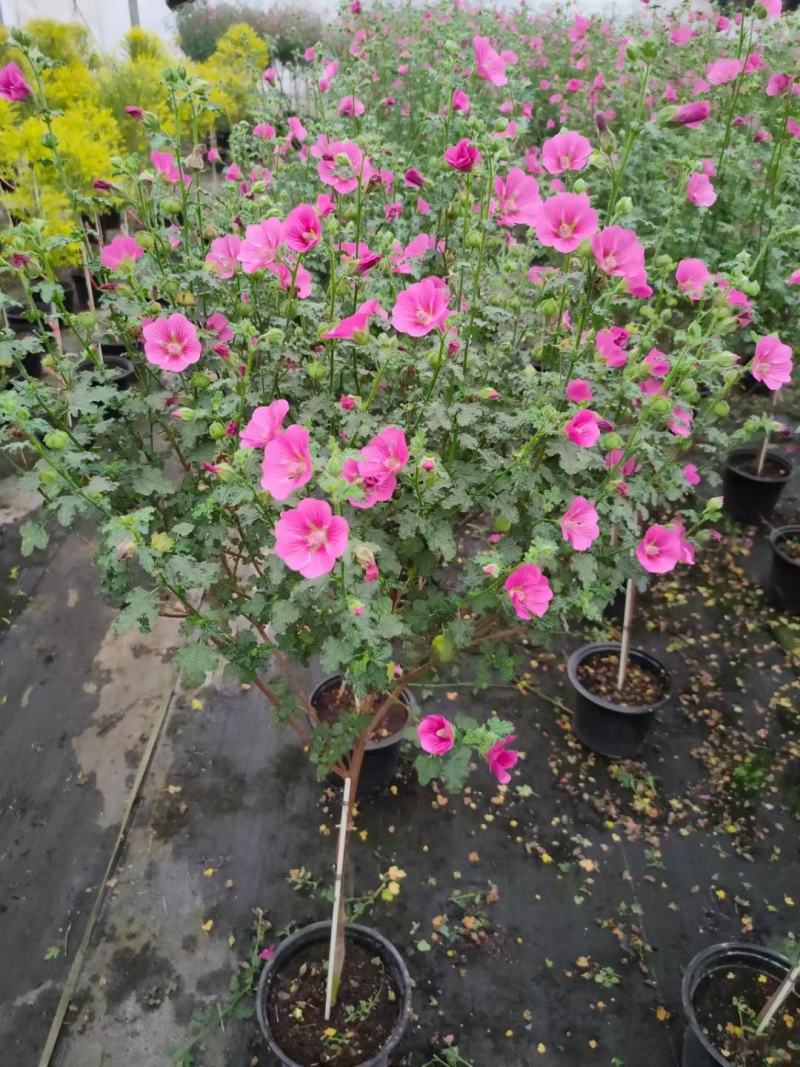 木槿棒棒糖/开花神器/网红花卉/基地直销
