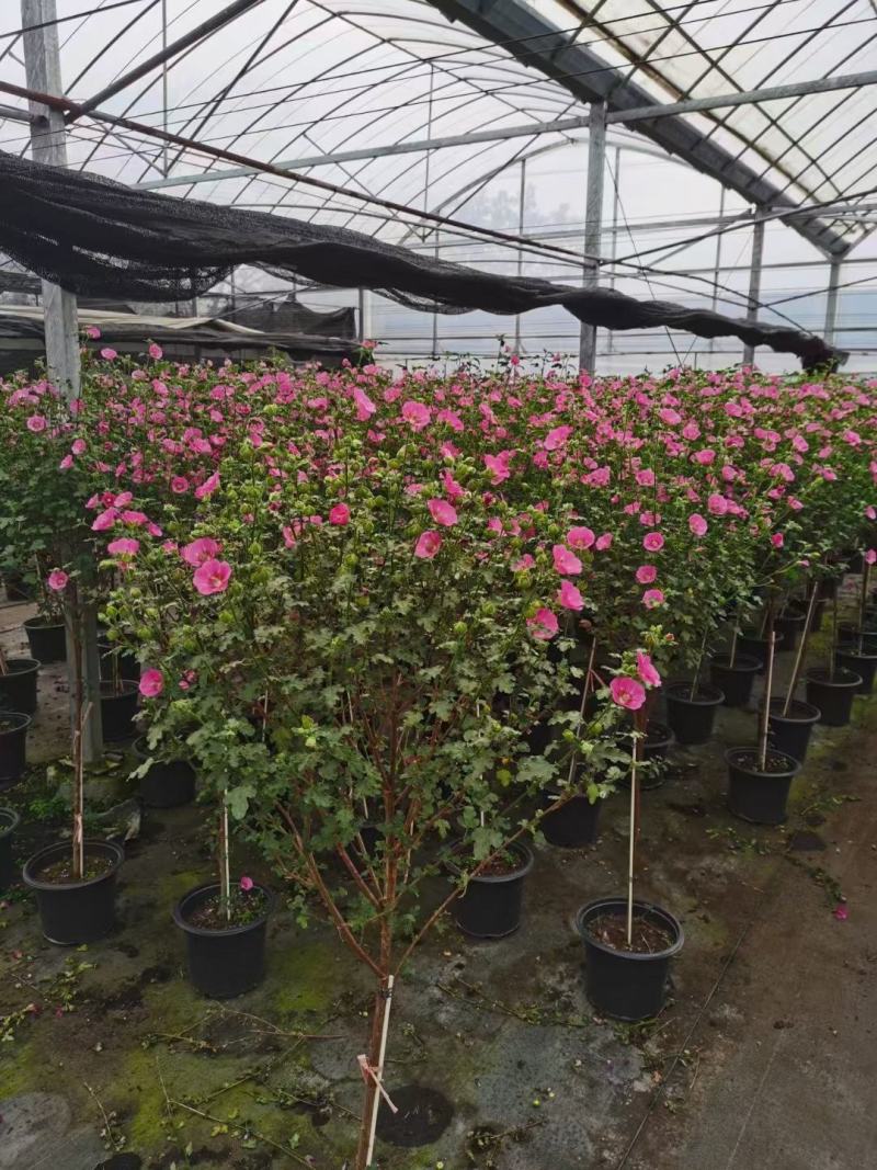 木槿棒棒糖/开花神器/网红花卉/基地直销