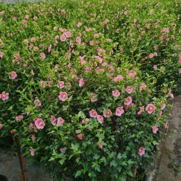 木槿棒棒糖/开花神器/网红花卉/基地直销