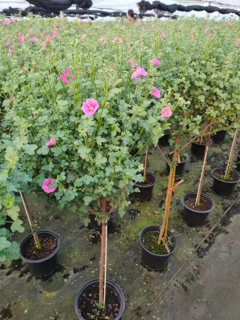 木槿棒棒糖/开花神器/网红花卉/基地直销