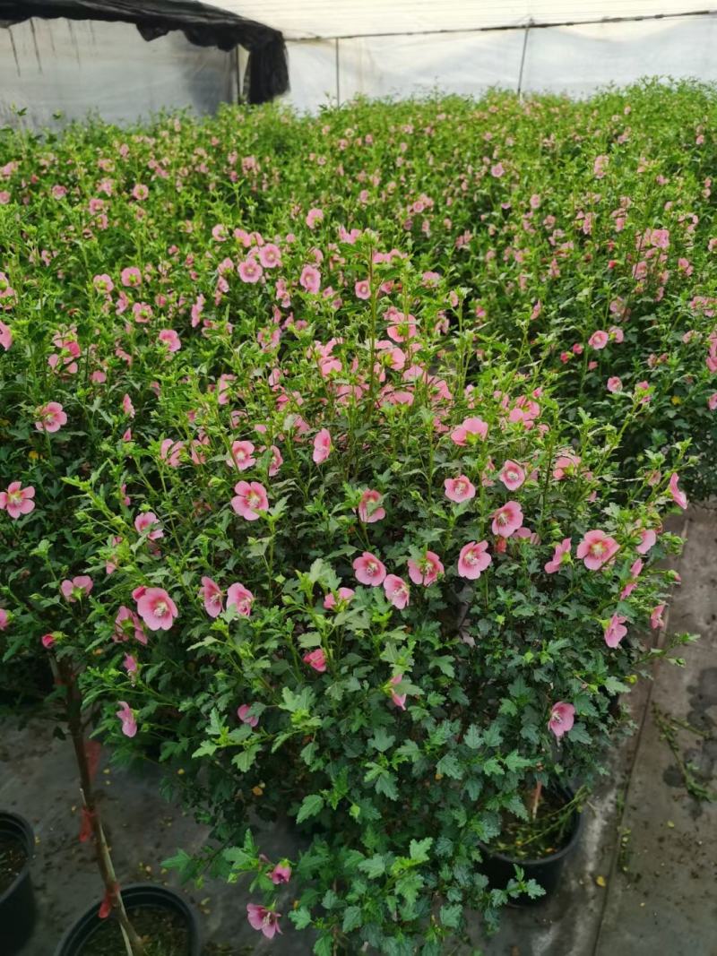 木槿棒棒糖/开花神器/网红花卉/基地直销