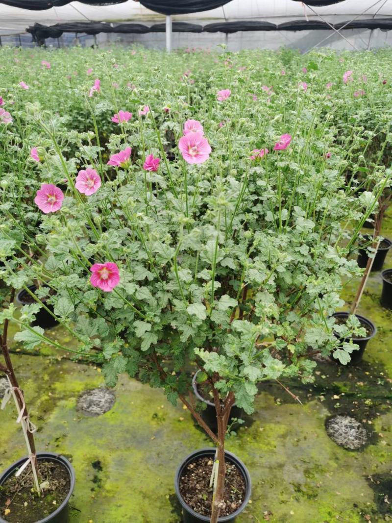 木槿棒棒糖/开花神器/网红花卉/基地直销