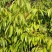 包邮靓苗【广西灵山县妃子笑荔枝苗】/直销