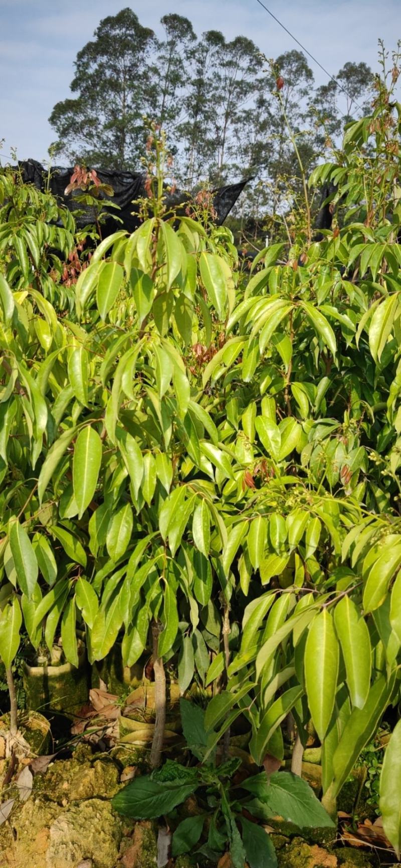 包邮靓苗【广西灵山县妃子笑荔枝苗】/直销