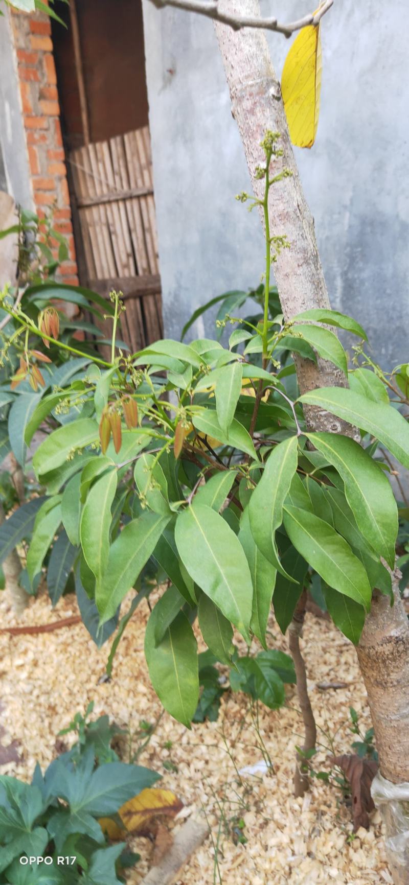 包邮靓苗【广西灵山县妃子笑荔枝苗】/直销