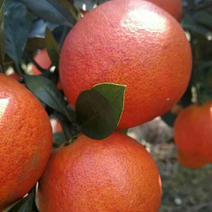福建福安精品阳光血橙果品质量好果皮光滑有光泽