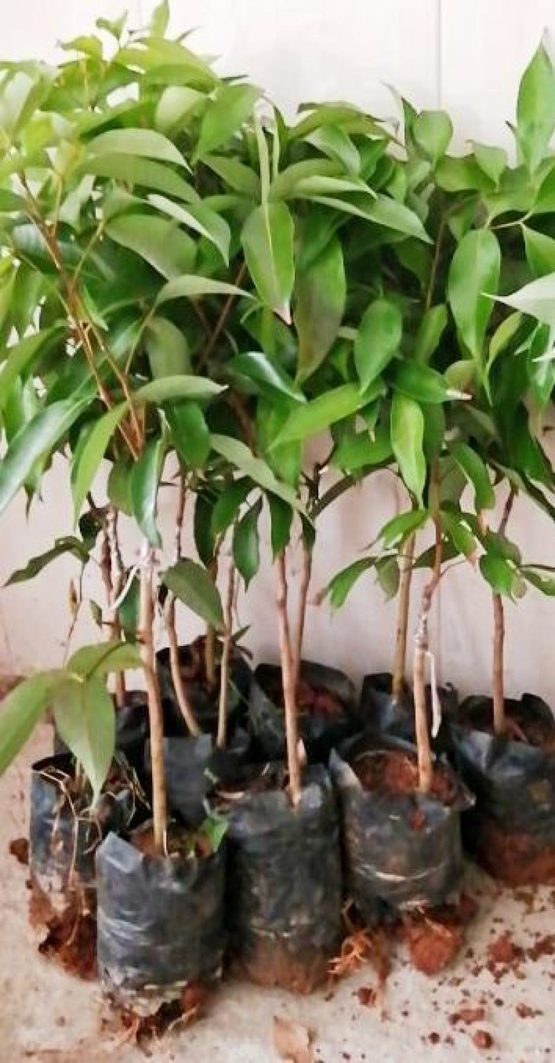 包邮靓苗【广西灵山县妃子笑荔枝苗】/直销