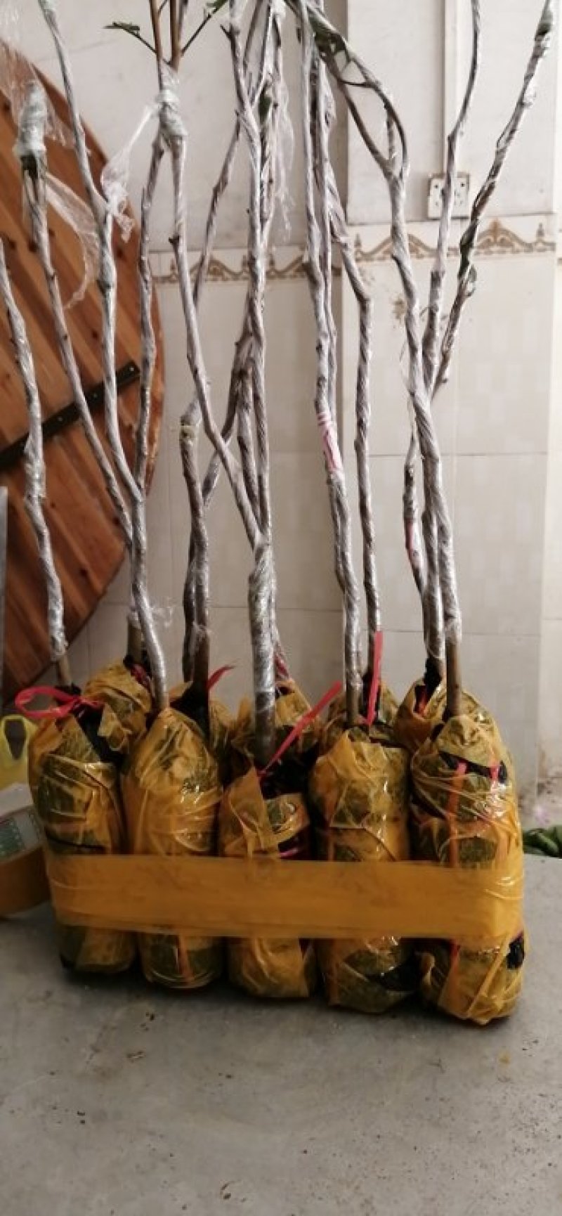 包邮靓苗【广西灵山县妃子笑荔枝苗】/直销