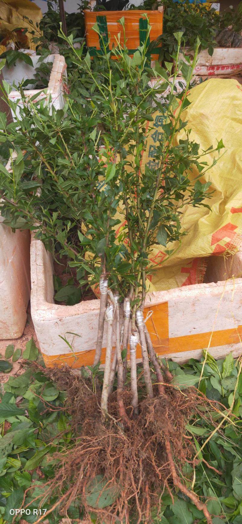包邮靓苗【广西灵山县妃子笑荔枝苗】/直销
