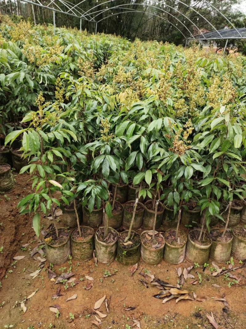 包邮靓苗【广西灵山县妃子笑荔枝苗】/直销