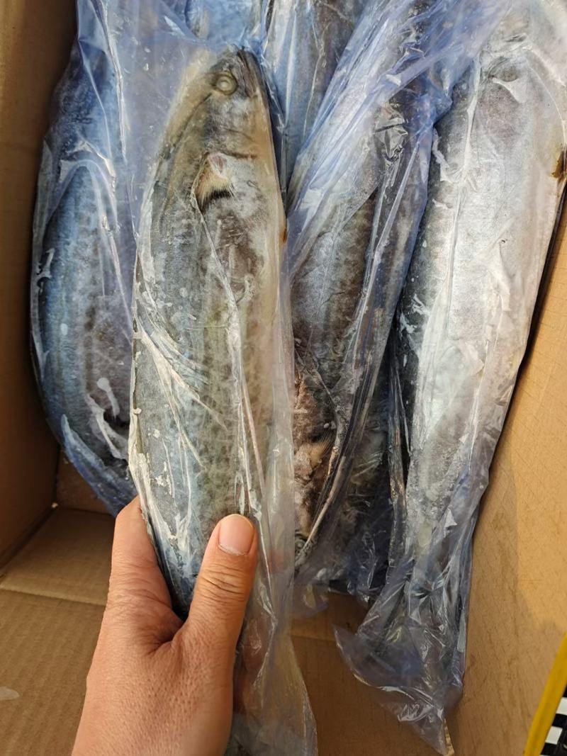 全规格精品单冻鲅鱼2020年新货