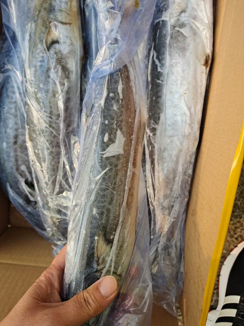 全规格精品单冻鲅鱼2020年新货