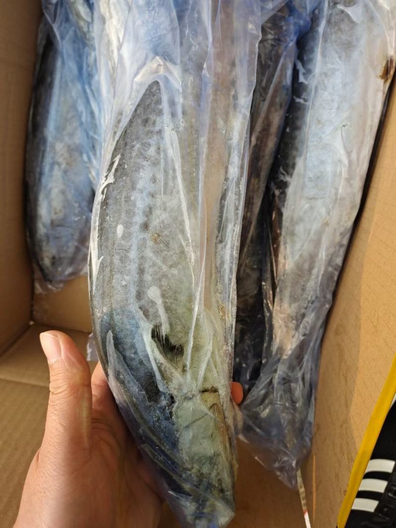 全规格精品单冻鲅鱼2020年新货