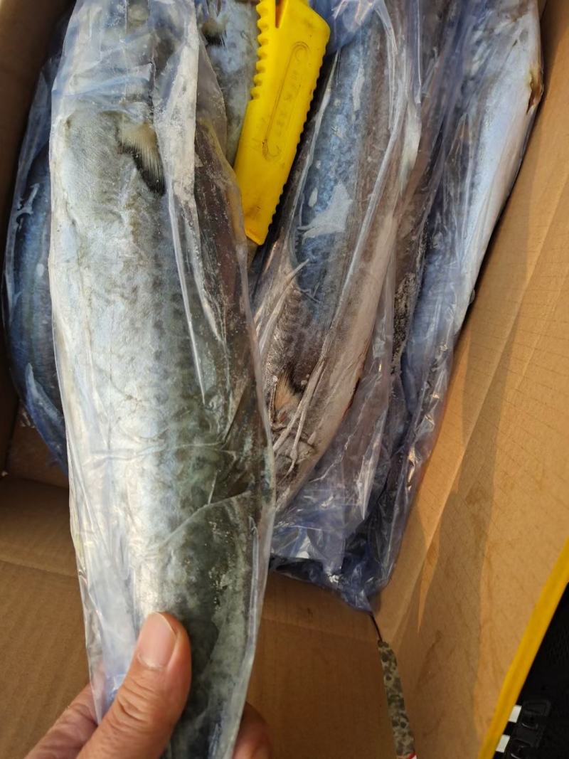 全规格精品单冻鲅鱼2020年新货