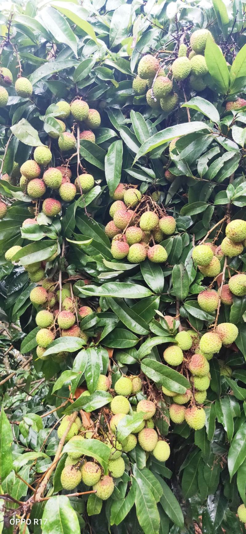 包邮靓苗【广西灵山县妃子笑荔枝苗】/直销