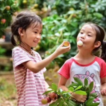 包邮靓苗【广西灵山县妃子笑荔枝苗】/直销