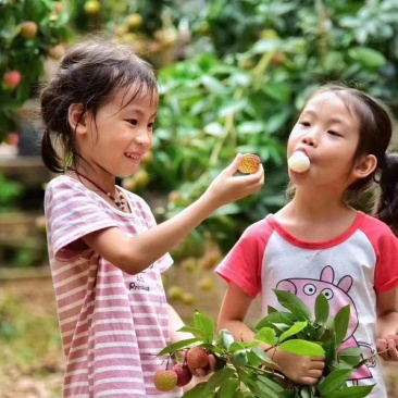 包邮靓苗【广西灵山县妃子笑荔枝苗】/直销