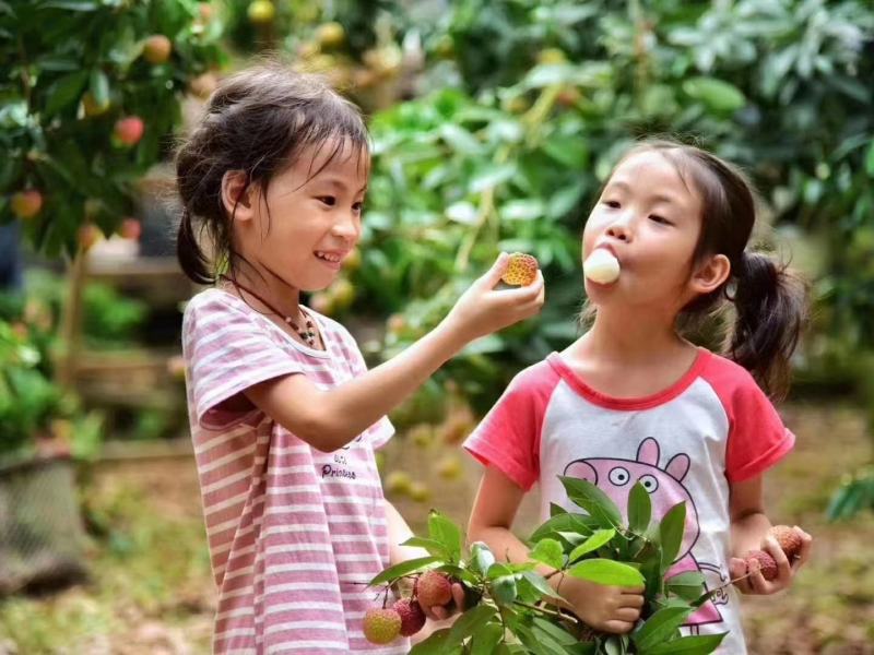 包邮靓苗【广西灵山县妃子笑荔枝苗】/直销
