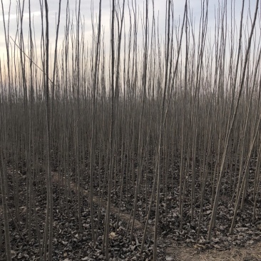 107速生杨，杨树苗，种条，1——5，107速生杨，