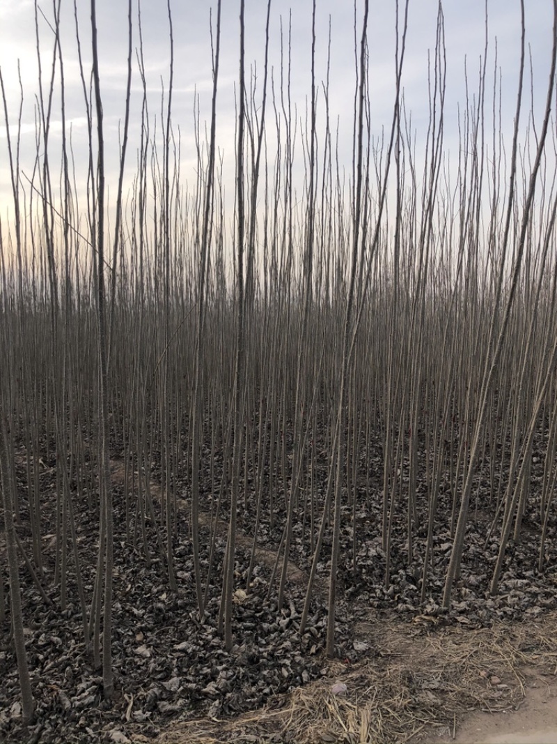 107速生杨，杨树苗，种条，1——5，107速生杨，