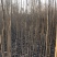 107速生杨，杨树苗，种条，1——5，107速生杨，