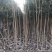 107速生杨，杨树苗，种条，1——5，107速生杨，