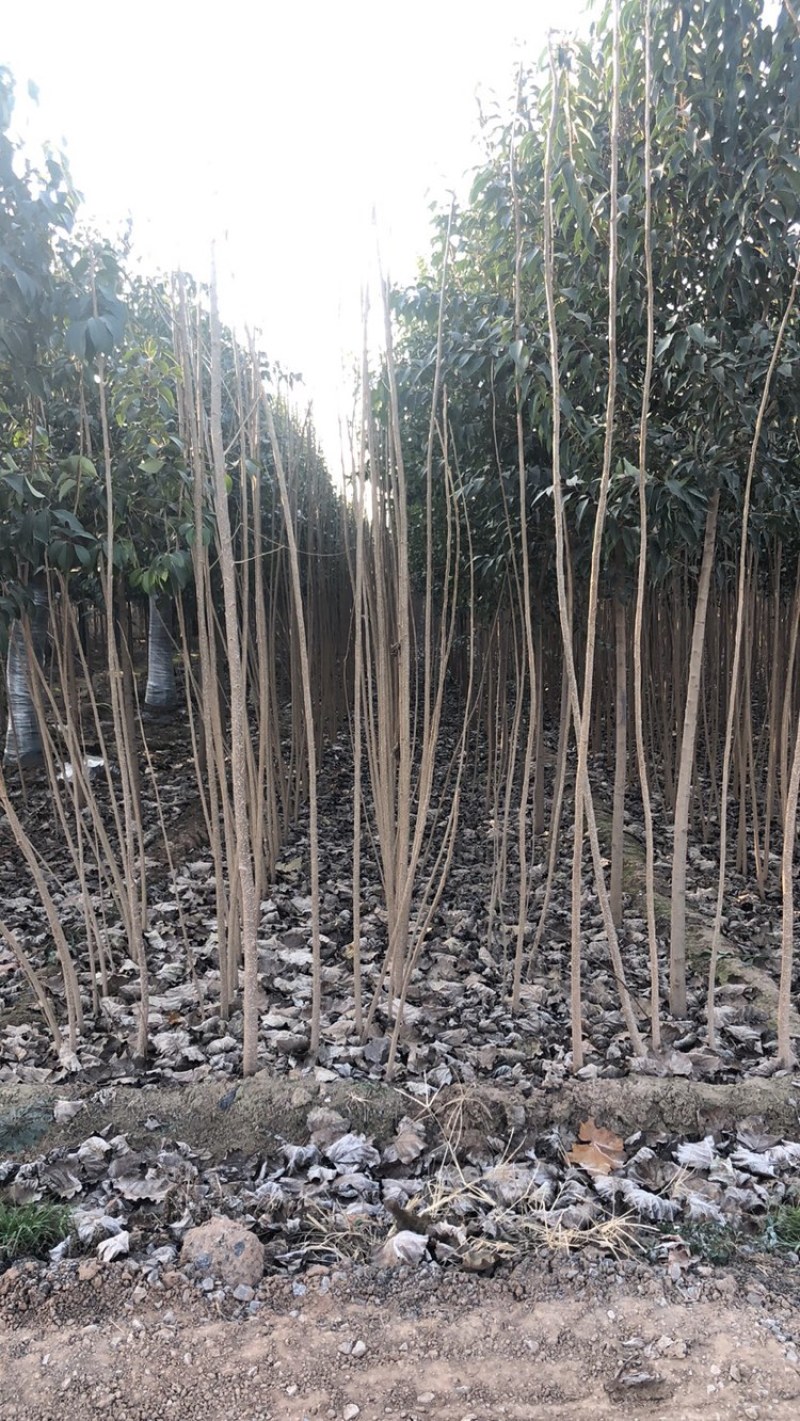 107速生杨，杨树苗，种条，1——5，107速生杨，