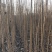 107速生杨，杨树苗，种条，1——5，107速生杨，