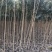 107速生杨，杨树苗，种条，1——5，107速生杨，