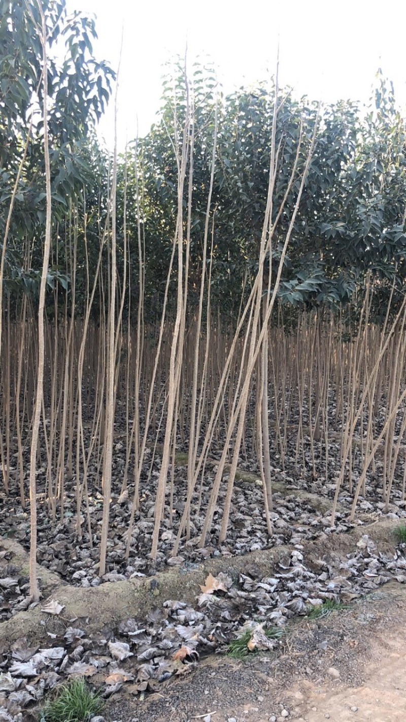 107速生杨，杨树苗，种条，1——5，107速生杨，