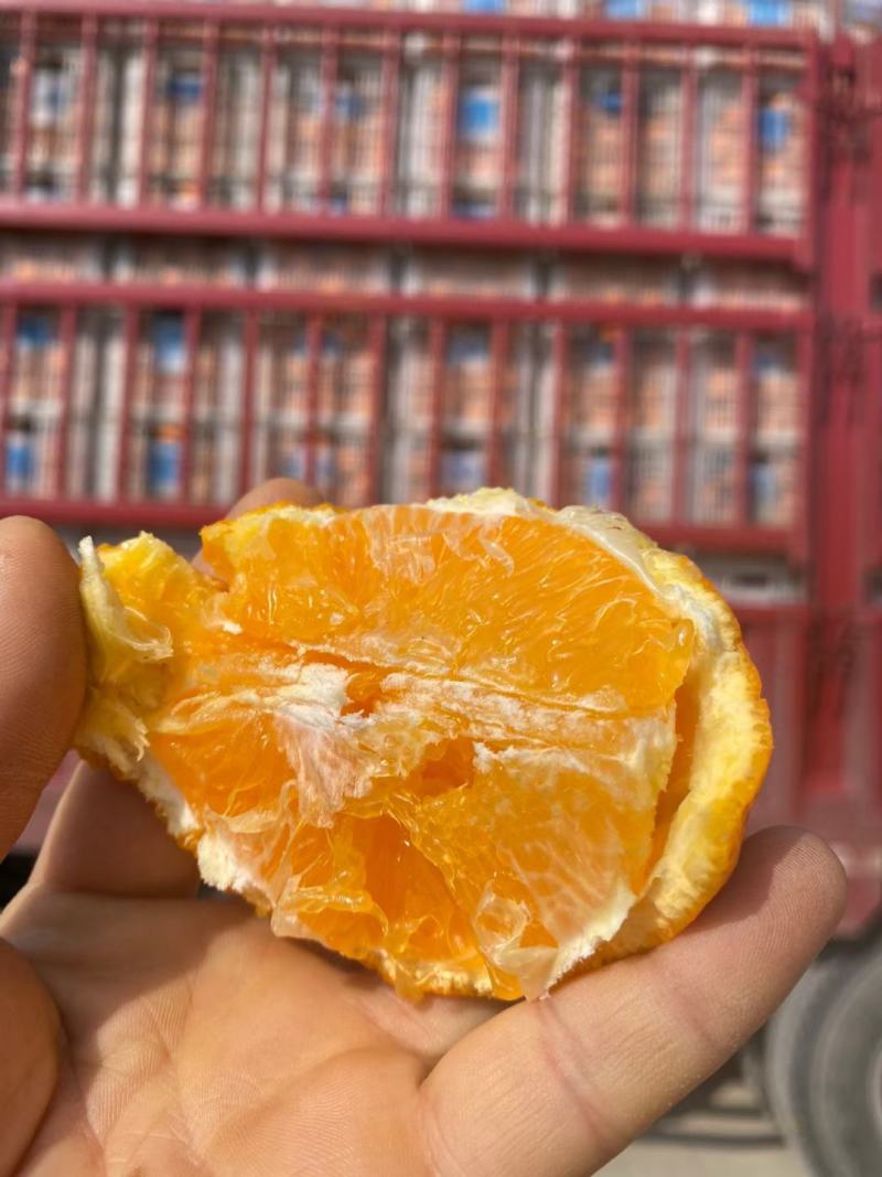 秭归伦晚橙_大量上市