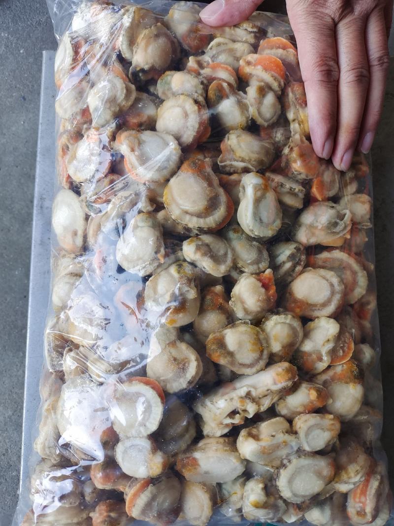 扇贝半壳栉孔贝加工自产自销自有养殖基地坐标大连