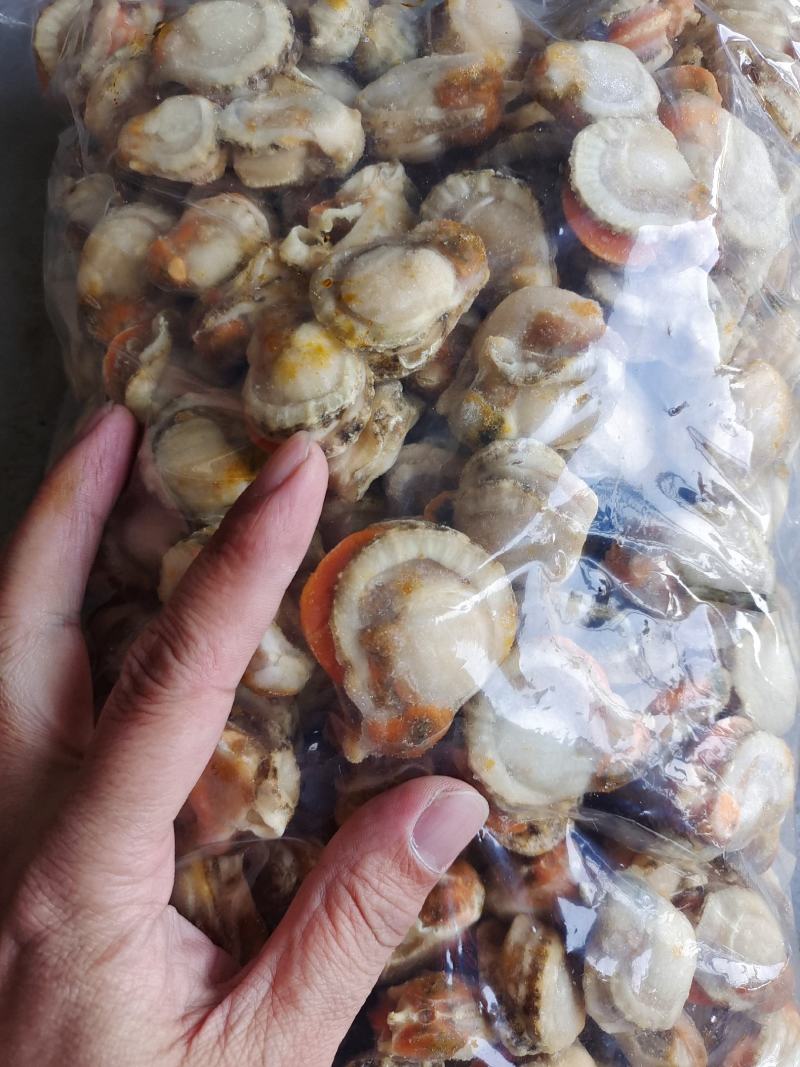 扇贝半壳栉孔贝加工自产自销自有养殖基地坐标大连