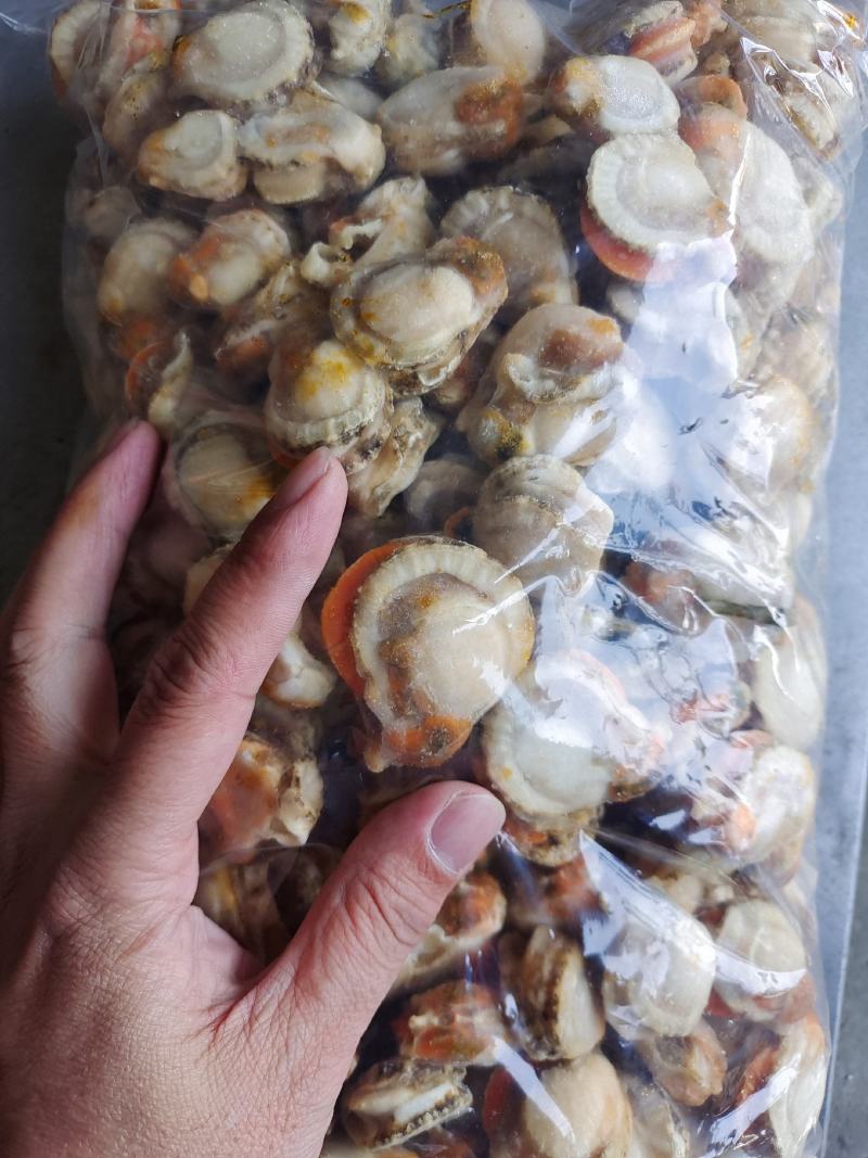 扇贝半壳栉孔贝加工自产自销自有养殖基地坐标大连