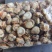 扇贝半壳栉孔贝加工自产自销自有养殖基地坐标大连