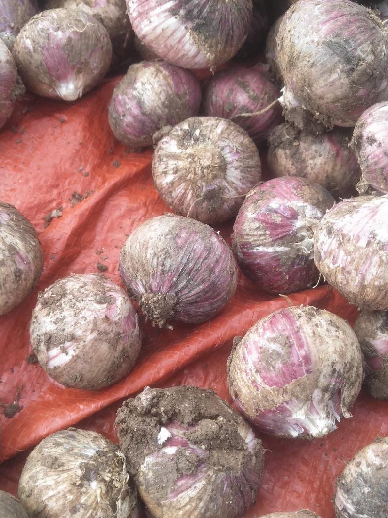 云南红蒜精品独头蒜，产地直供可以长期供货