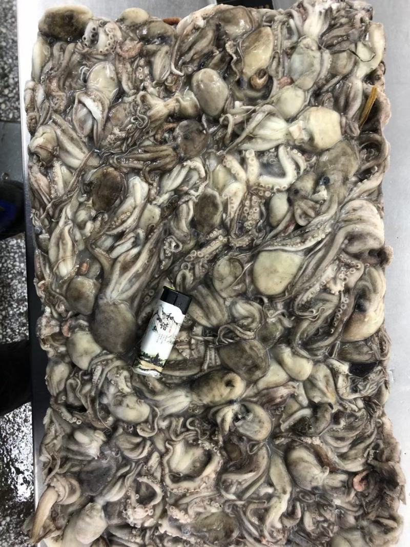 原浆没有泡水八爪鱼原料坐标丹东东港海源水产
