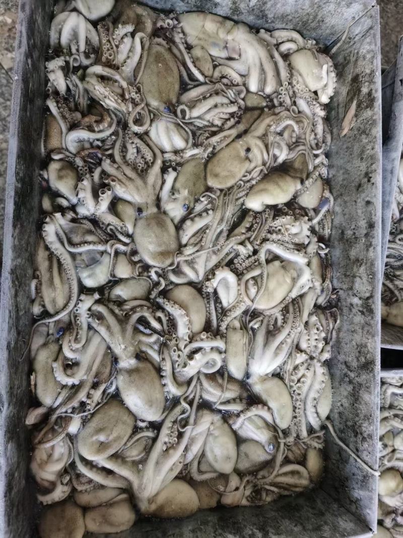 原浆没有泡水八爪鱼原料坐标丹东东港海源水产