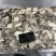 原浆没有泡水八爪鱼原料坐标丹东东港海源水产