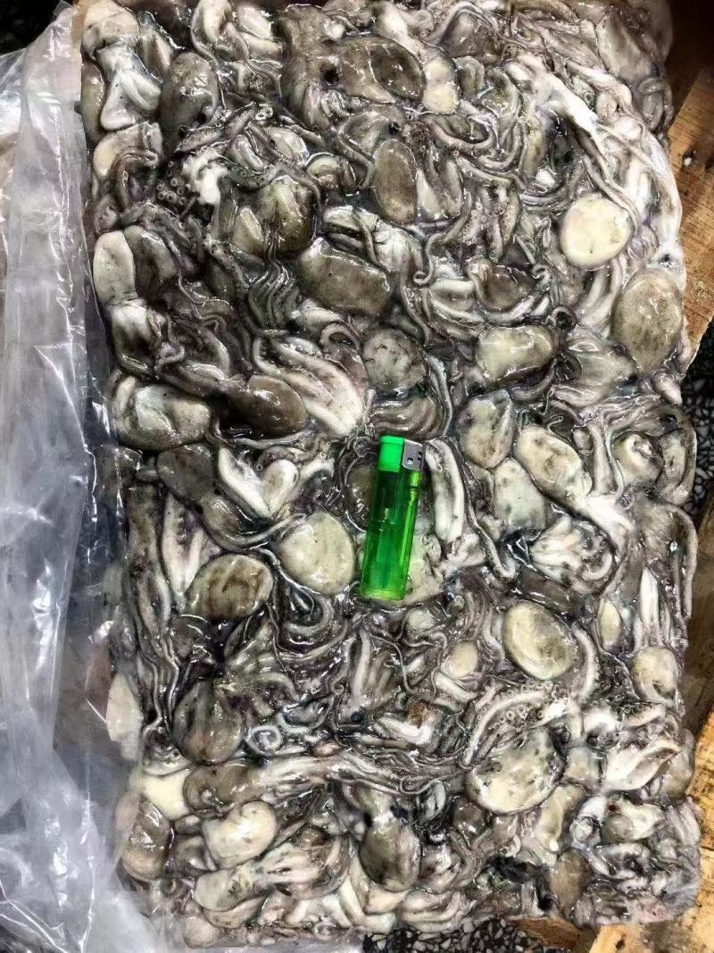 原浆没有泡水八爪鱼原料坐标丹东东港海源水产