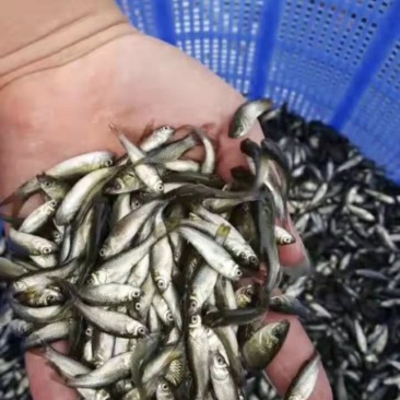 草鱼苗广草规格齐全抗病毒长势快基地直销