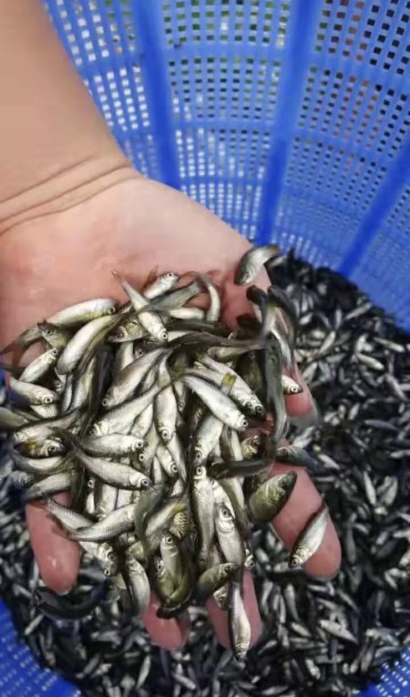 草鱼苗广草规格齐全抗病毒长势快基地直销